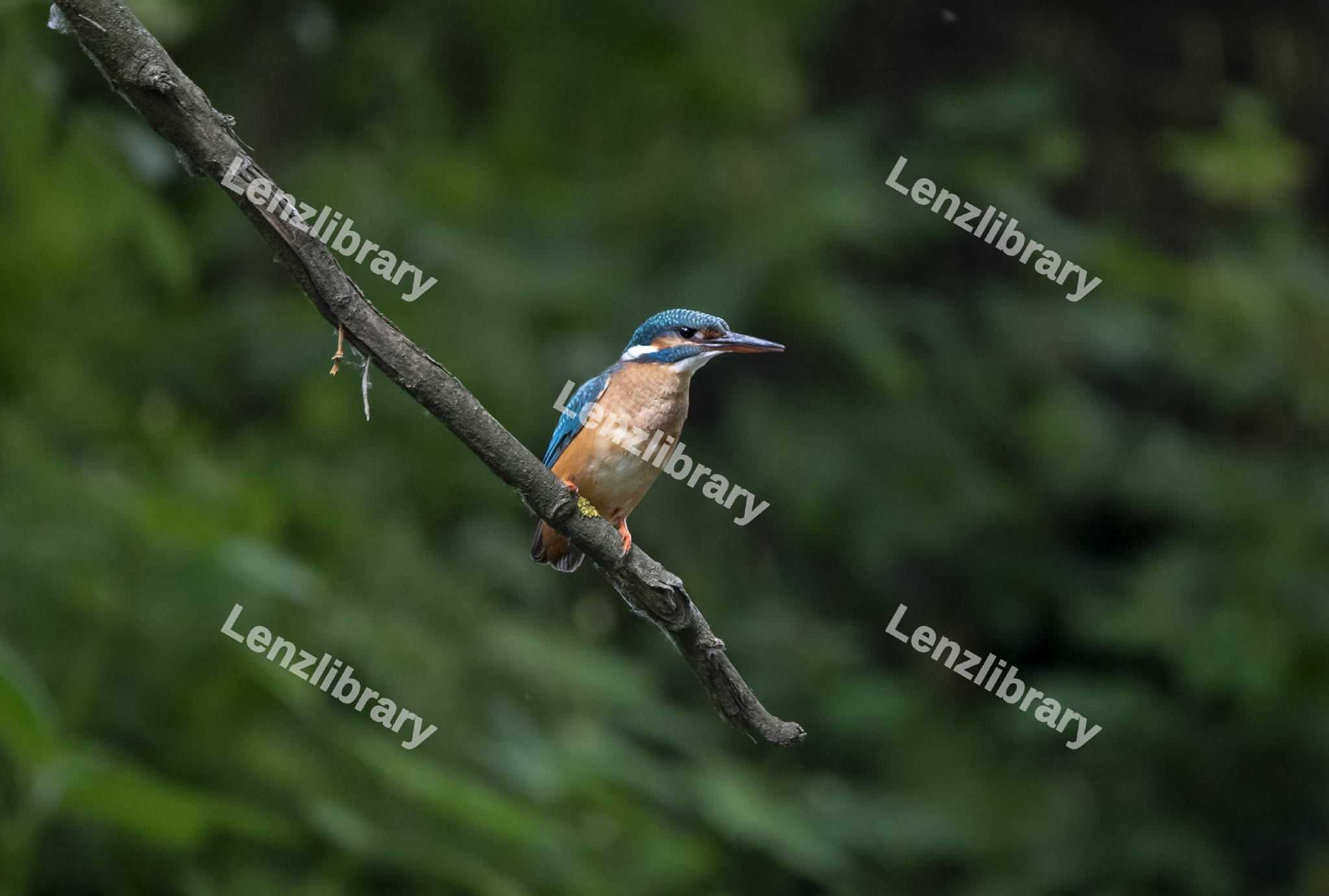 Common Kingfisher Bird